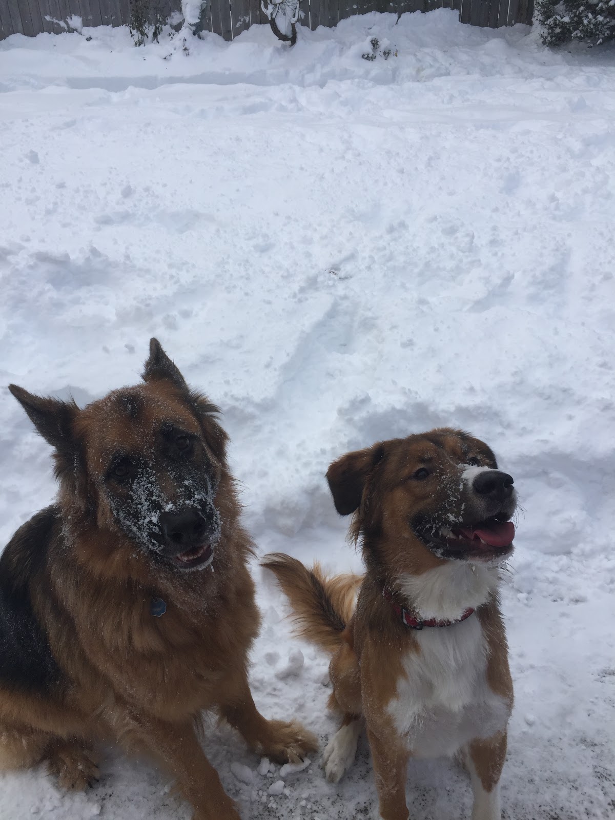 POOP 911 Greater Buffalo - Photo 4