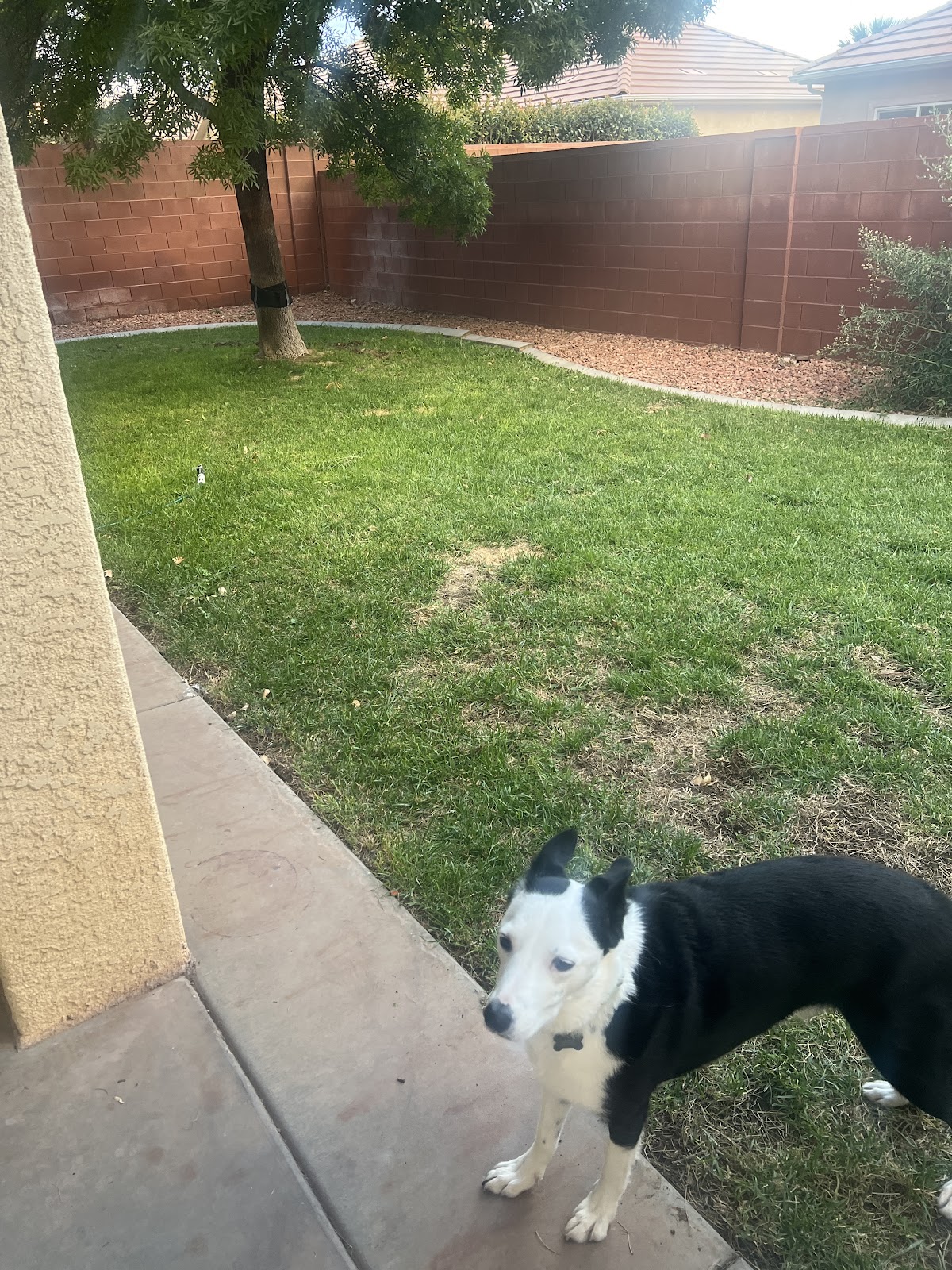 Iron Scoop Poop Scooping - Photo 2