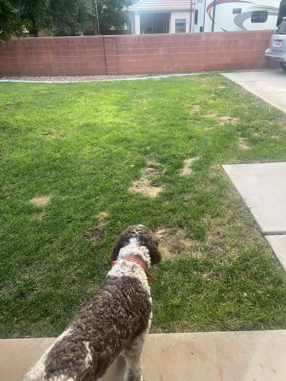 Iron Scoop Poop Scooping - Photo 3