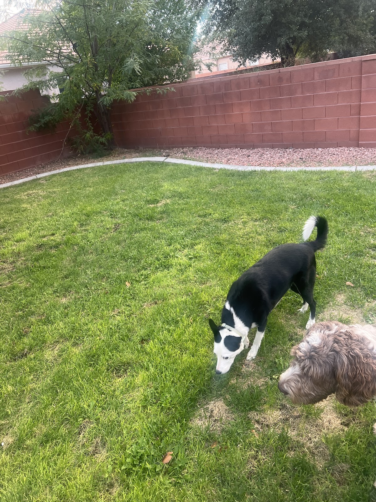 Iron Scoop Poop Scooping - Photo 4