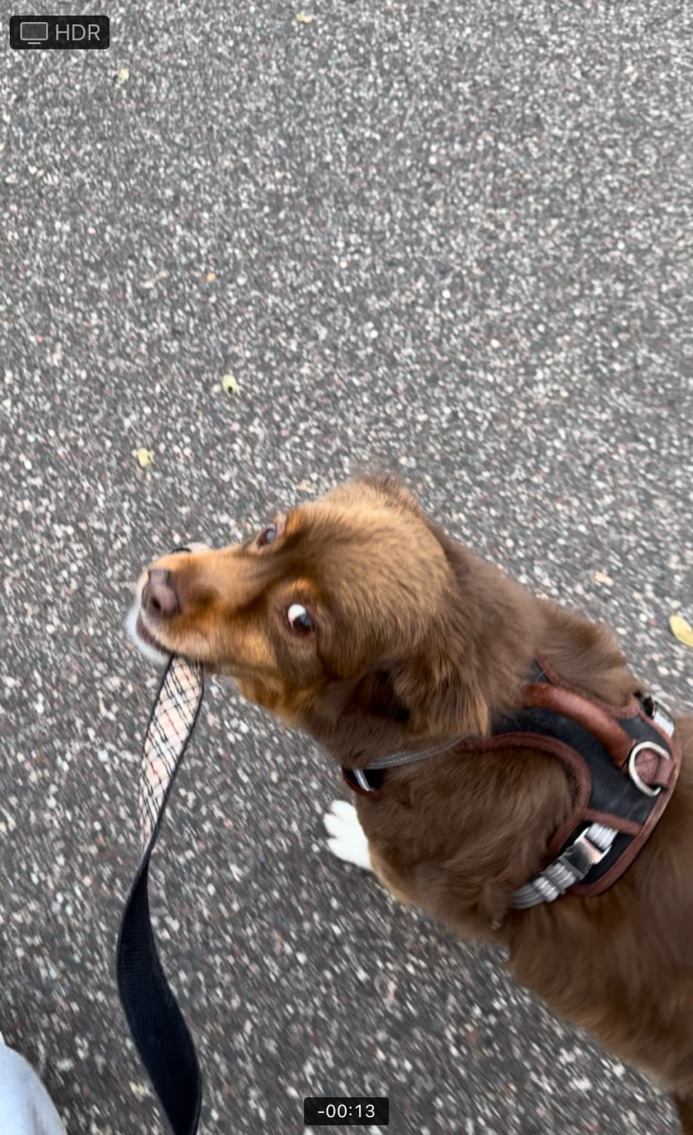 Sherlock Pet Waste Removal