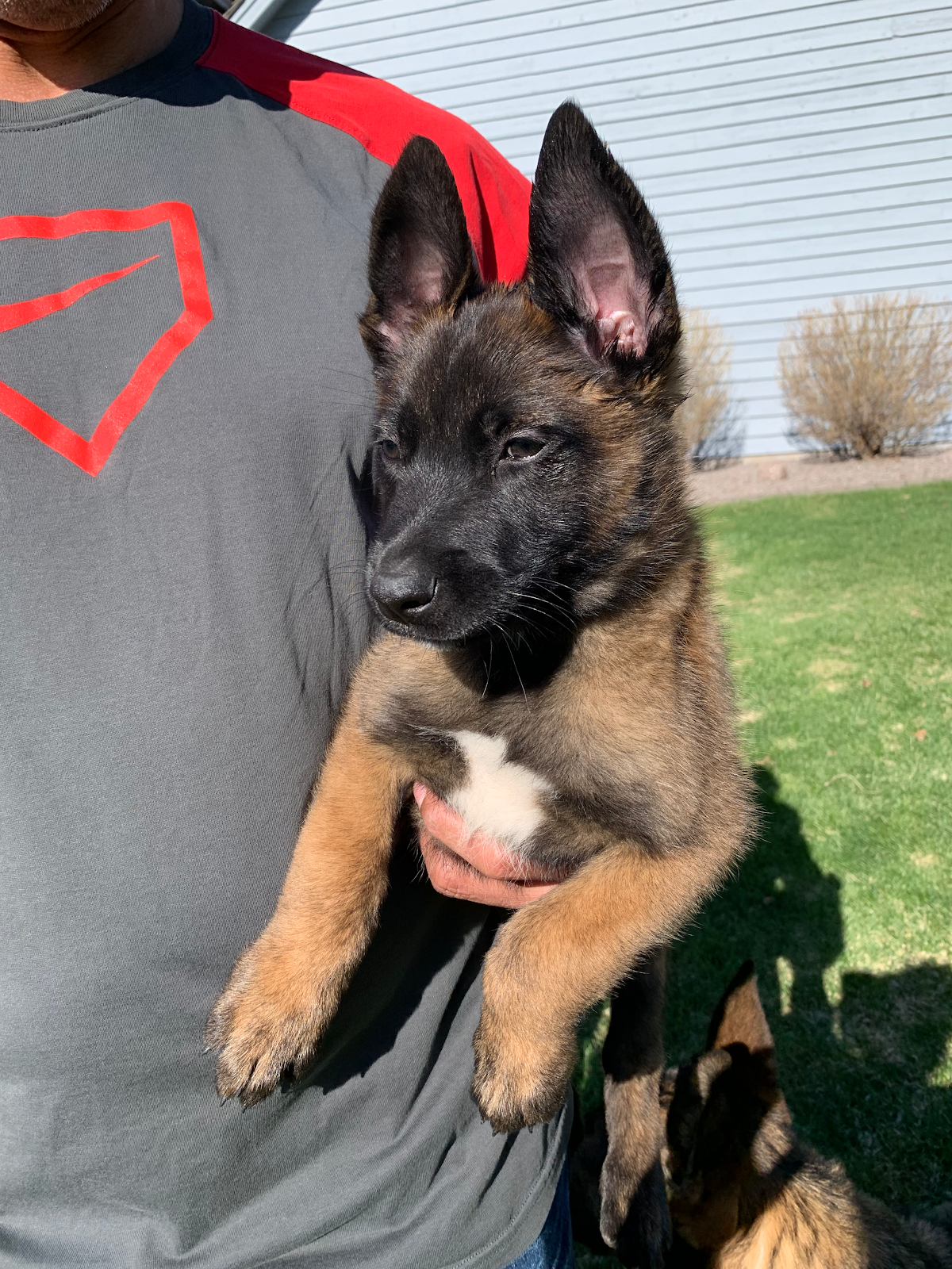 Sherlock Pet Waste Removal - Photo 2