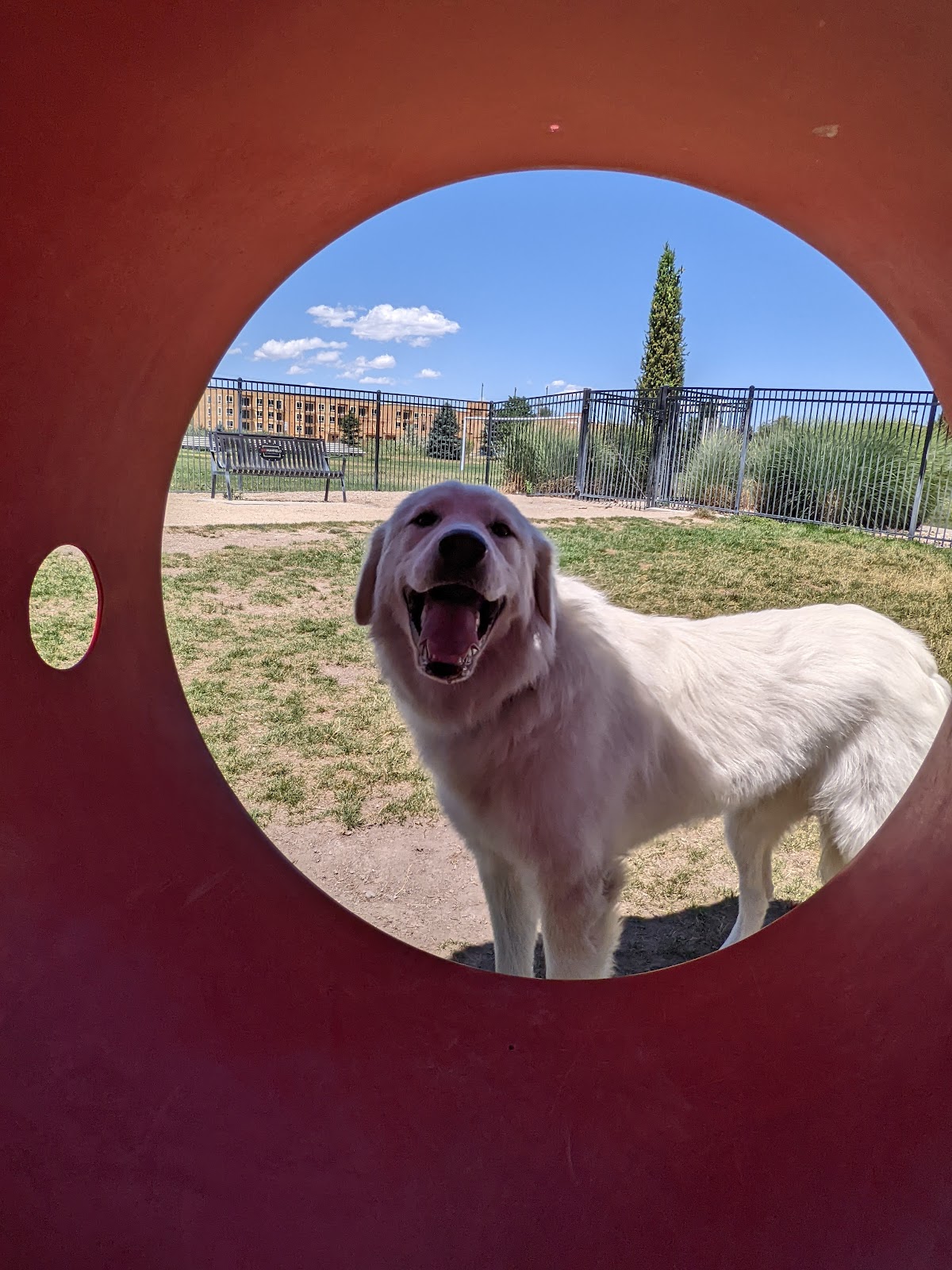 Lawn Scoopers - Photo 3