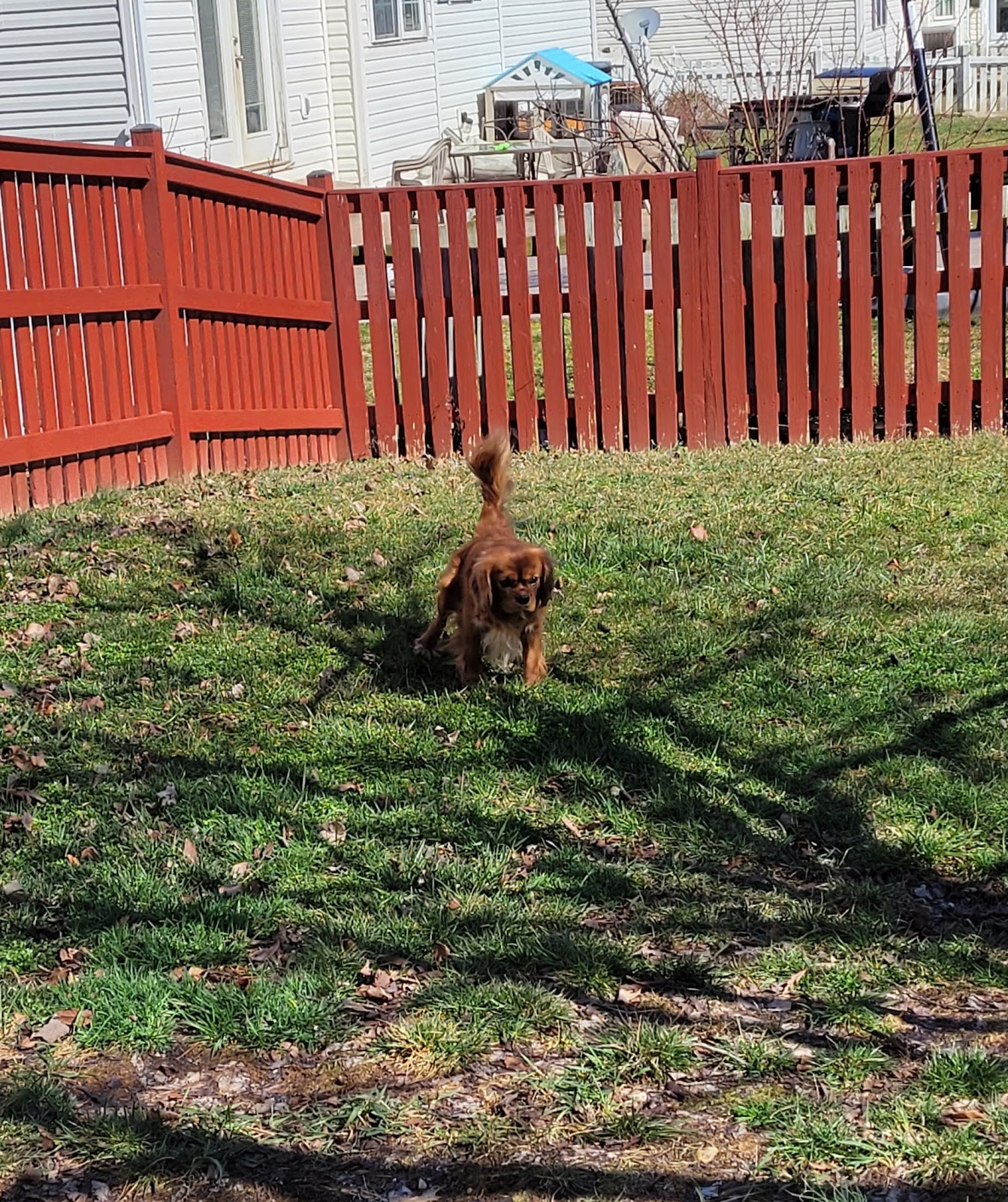 Scoopie Poopies - Photo 3