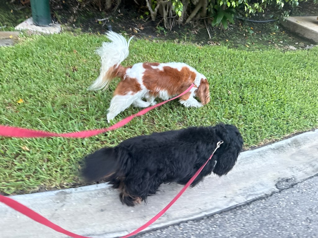 SoBe Pooch - Photo 2