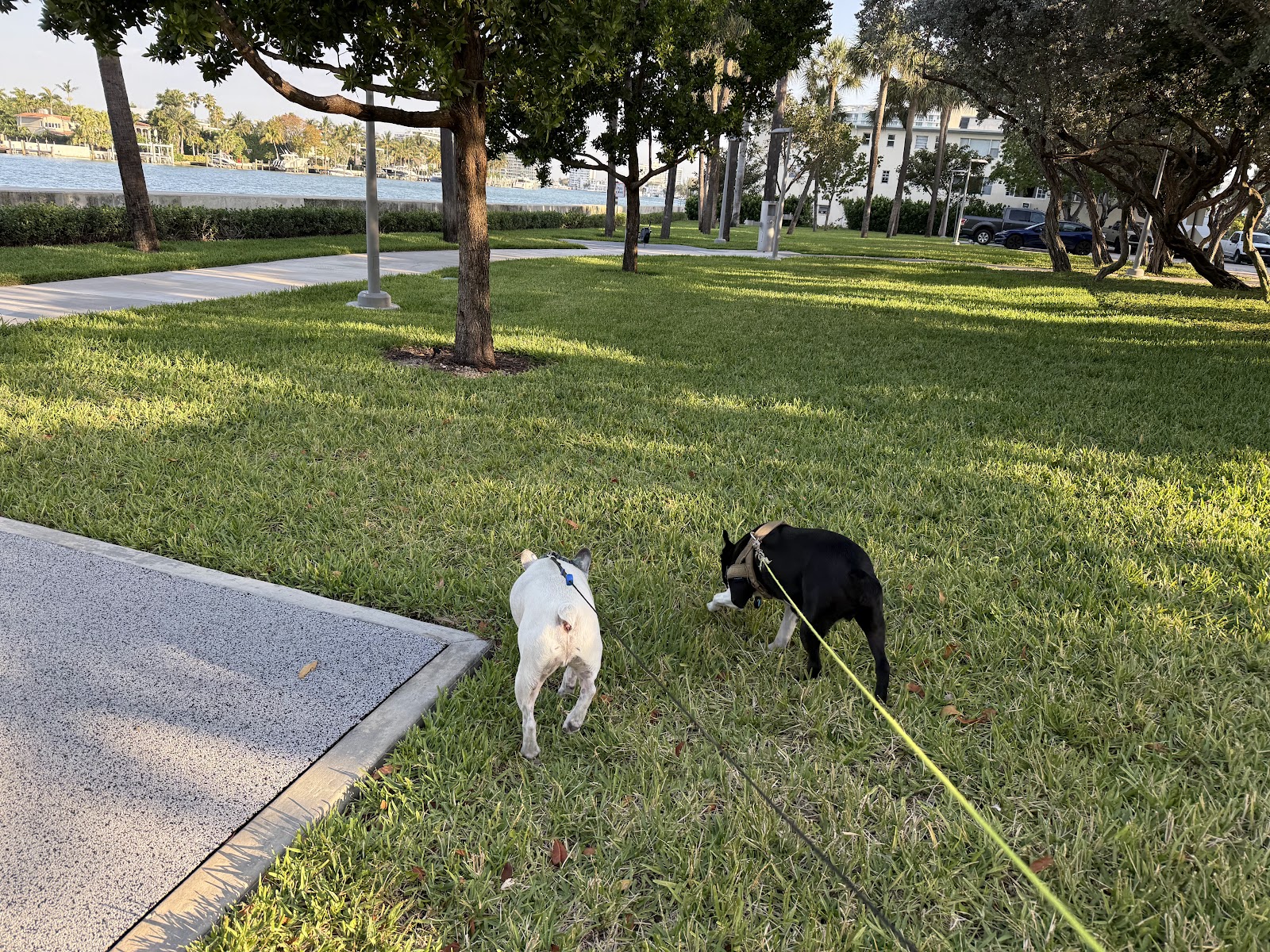 SoBe Pooch - Photo 3