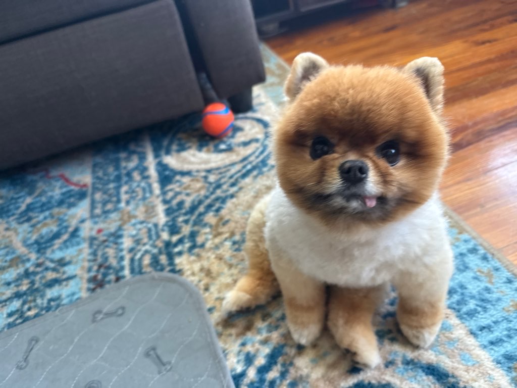 SoBe Pooch - Photo 4