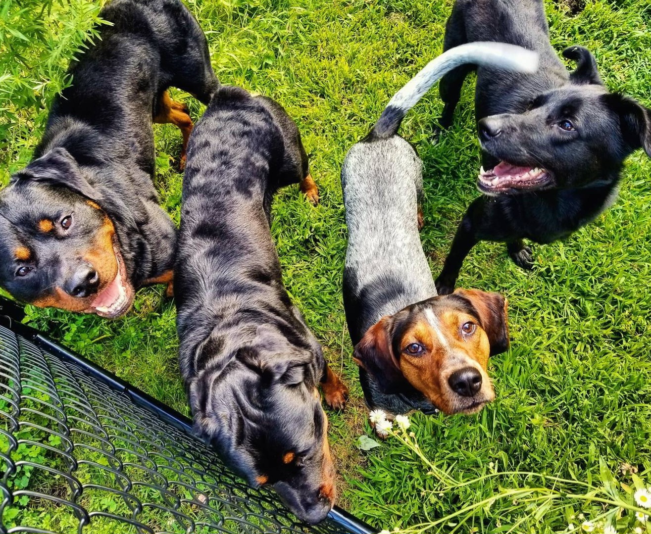 Doo Doo Extinguishers Dog Waste Removal