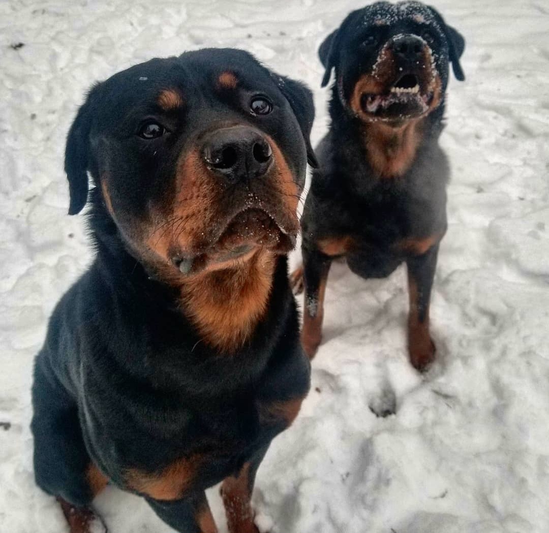 Doo Doo Extinguishers Dog Waste Removal - Photo 4