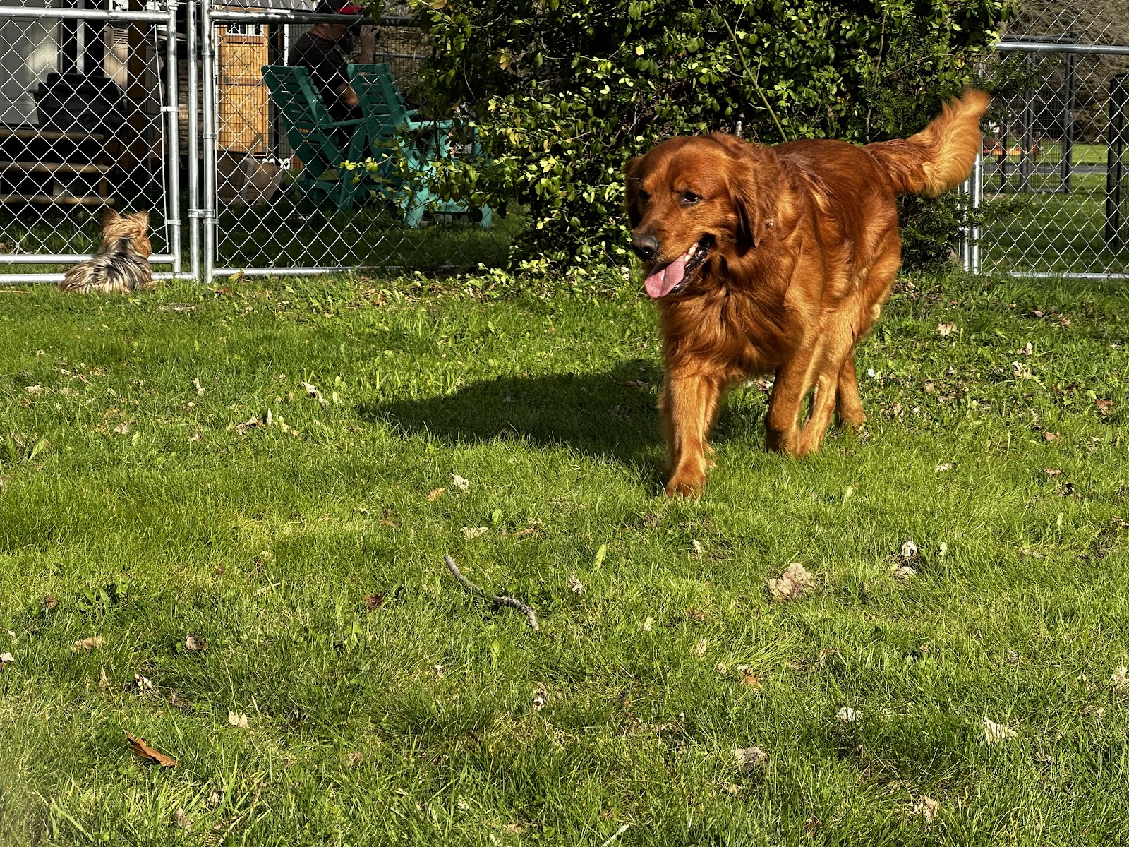 Super Pooper Scoopers