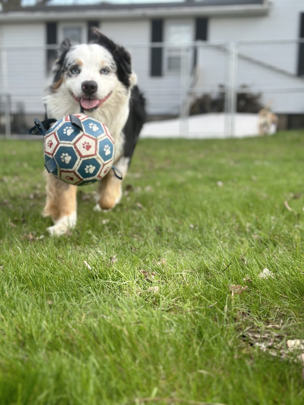 Super Pooper Scoopers - Photo 2