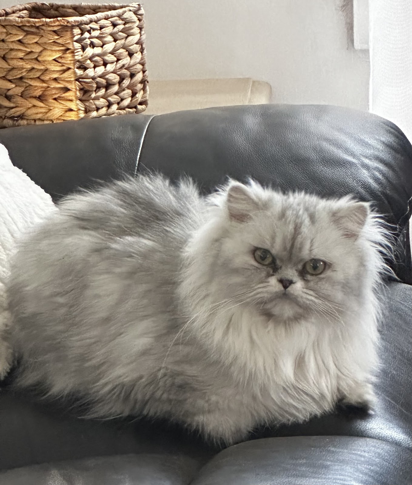 Super Pooper Scoopers - Photo 3