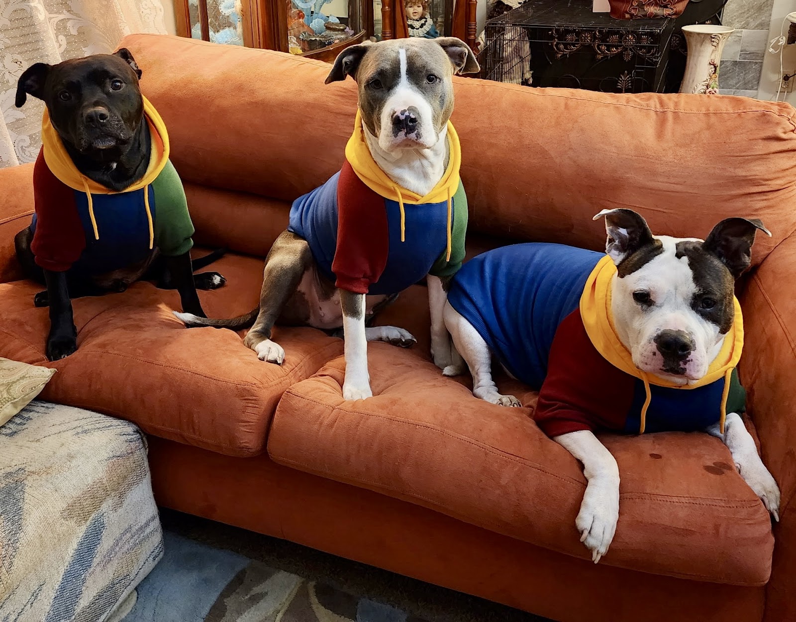 Local Poop Scoop - Photo 3