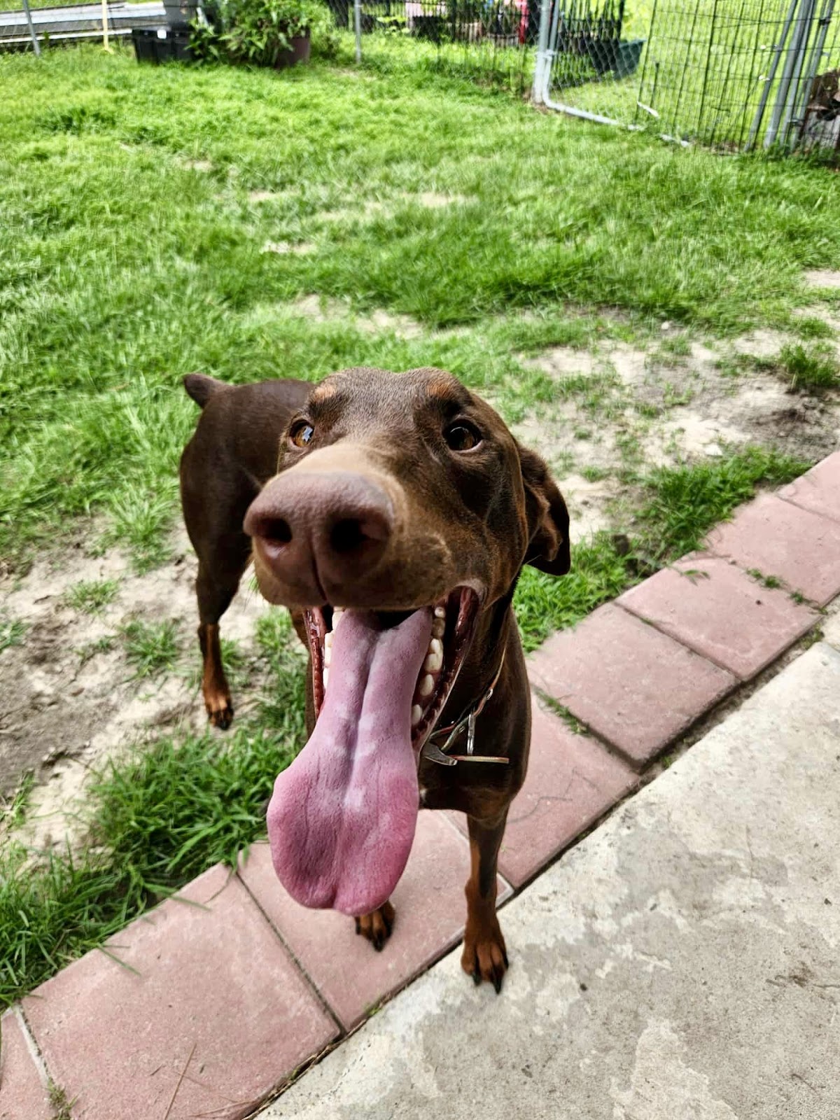 Local Poop Scoop - Photo 4