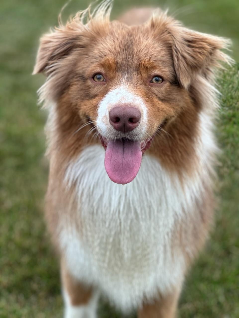 Pawfect Poop Pickers LLC