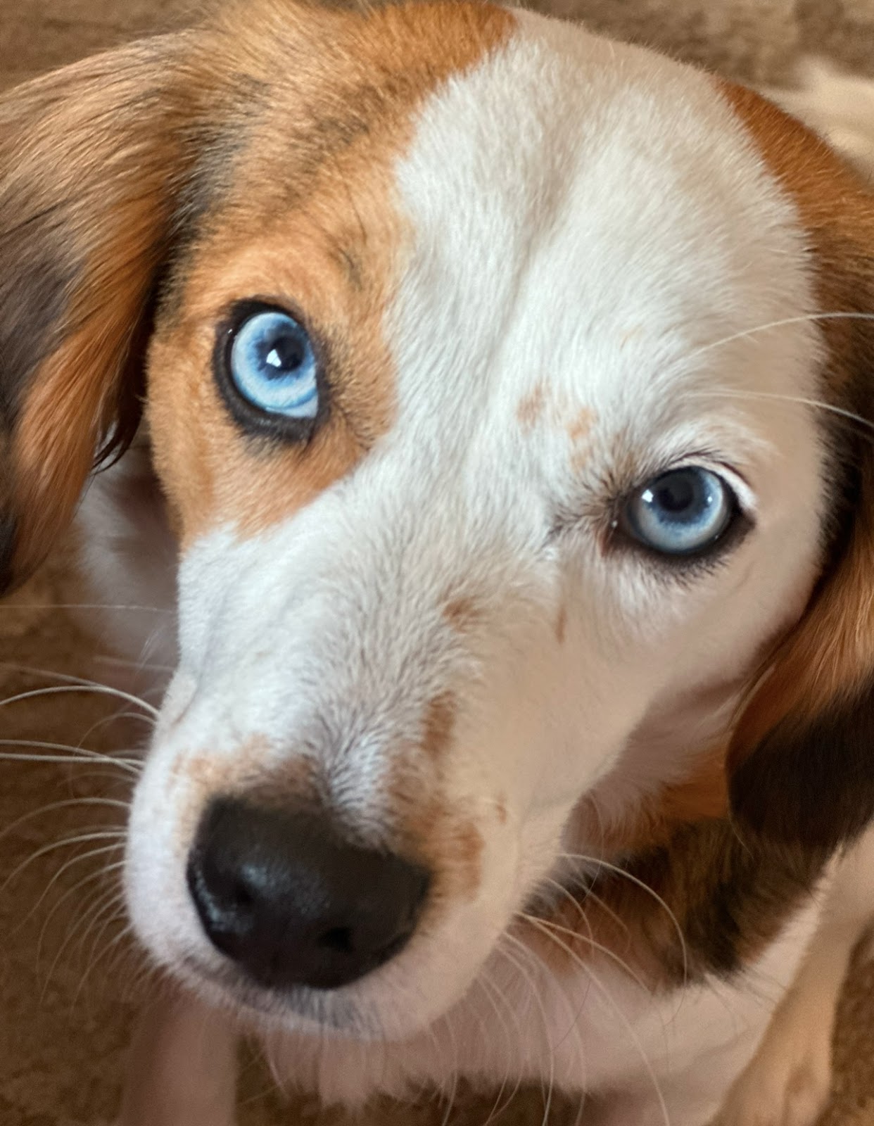 Pawfect Poop Pickers LLC - Photo 2