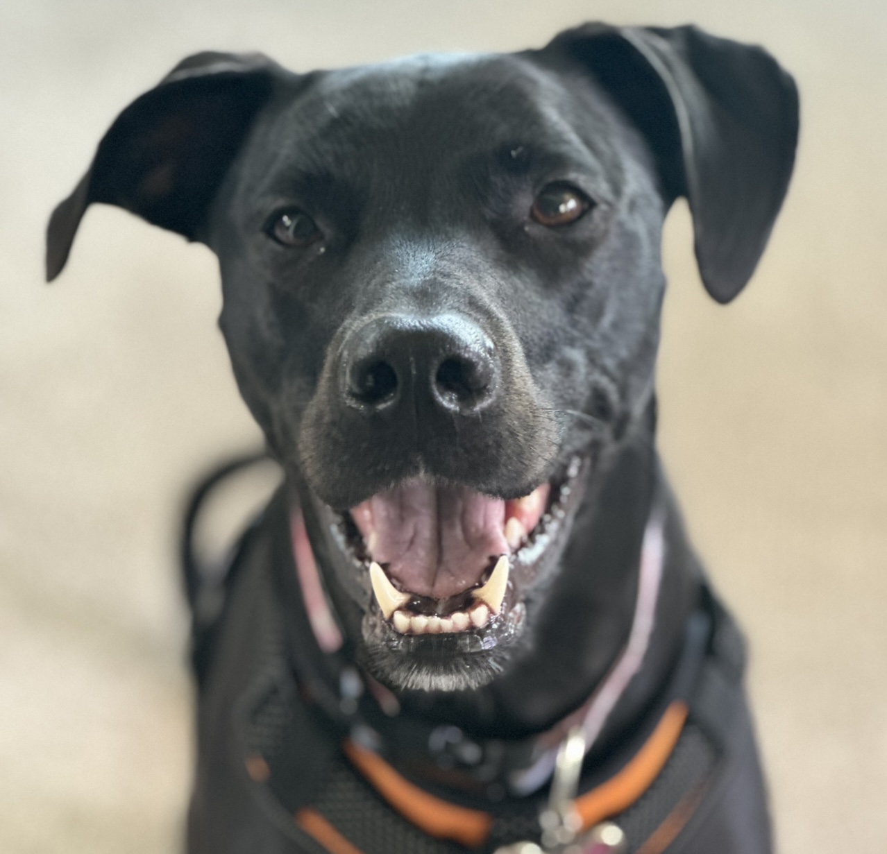 Pawfect Poop Pickers LLC - Photo 3