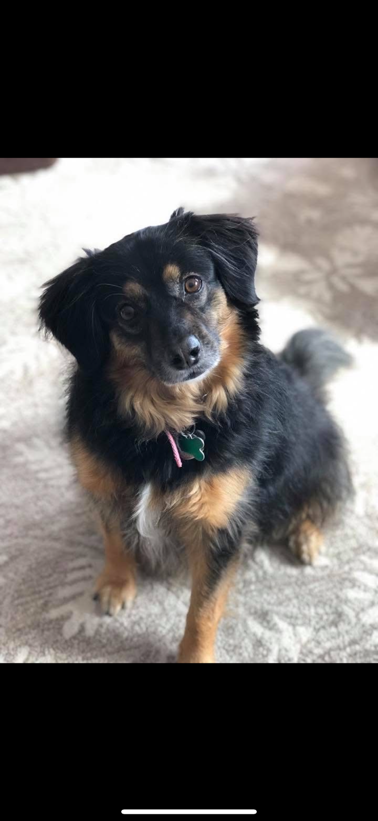 Pawfect Poop Pickers LLC - Photo 4