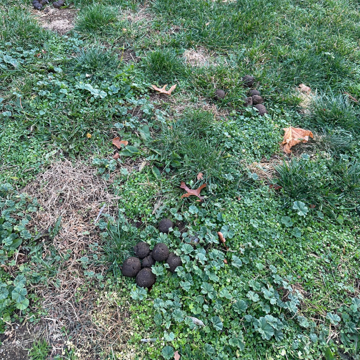 Poo Patrol - Dog & Pet Waste Removal Services