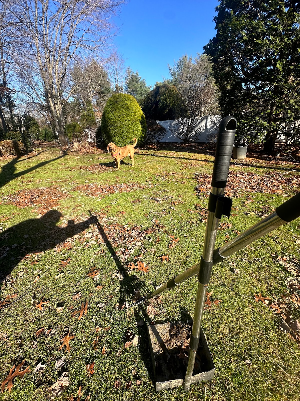 Poo Patrol - Dog & Pet Waste Removal Services - Photo 3