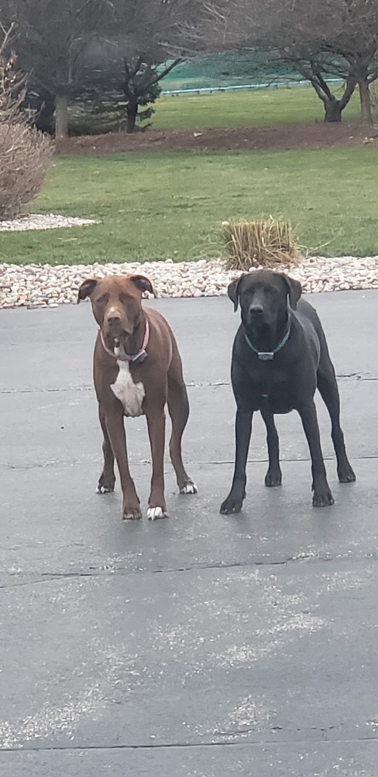 Sunny Acres Pet Waste Removal - Photo 2