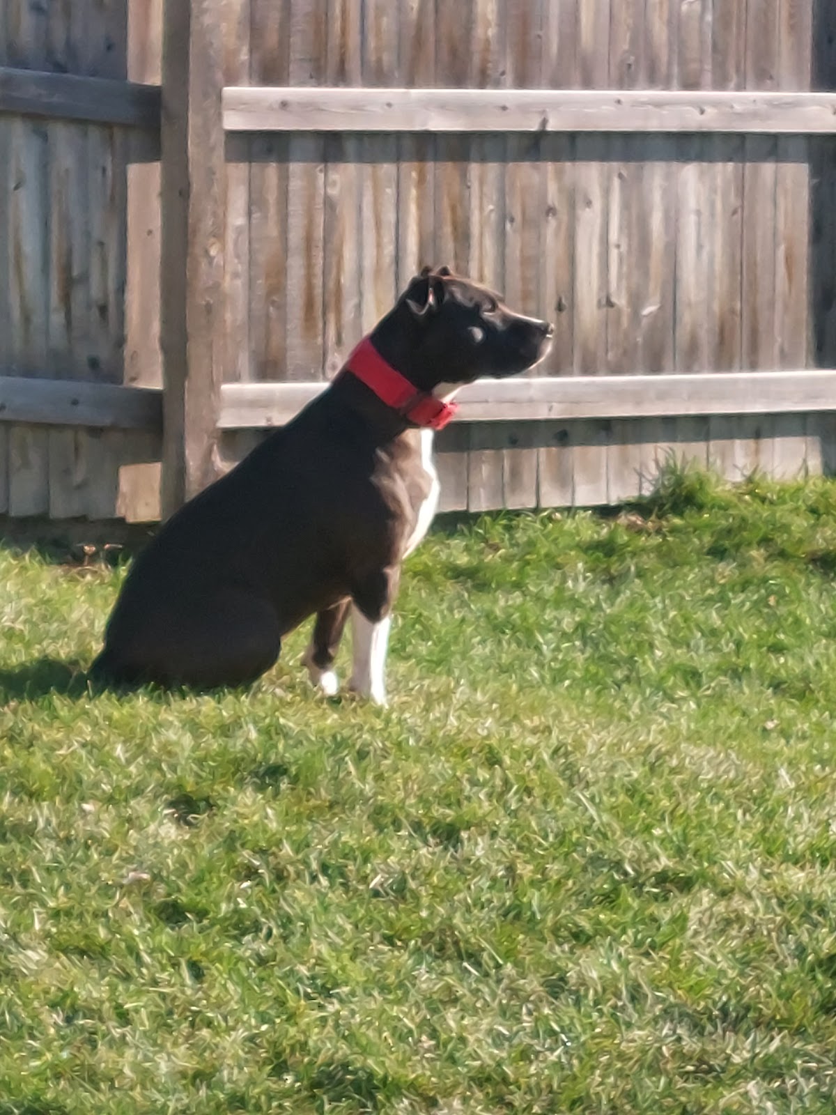 Sunny Acres Pet Waste Removal - Photo 3