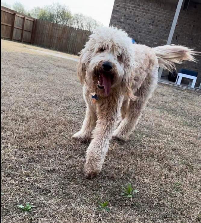 Furry Friends Pet Waste Removal - Photo 2