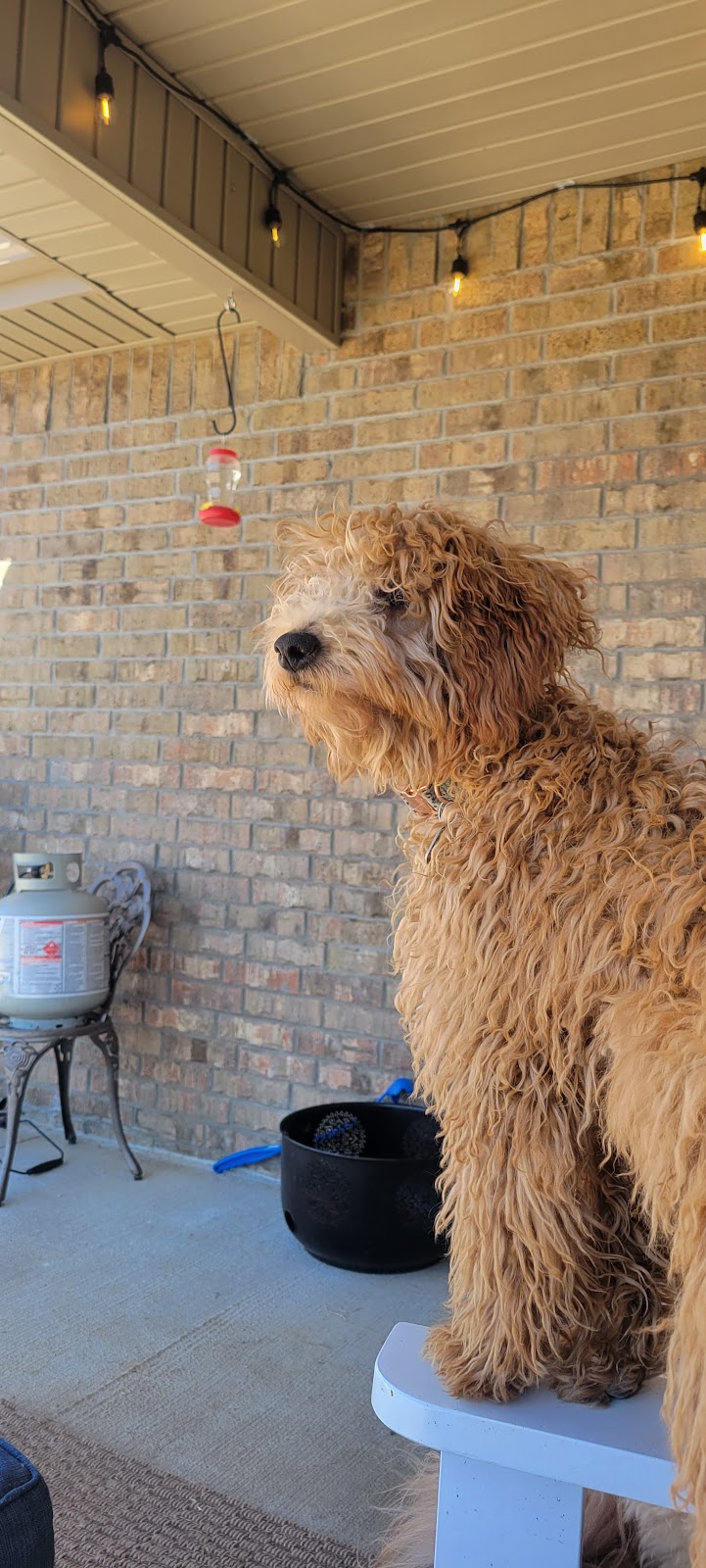 Furry Friends Pet Waste Removal - Photo 4