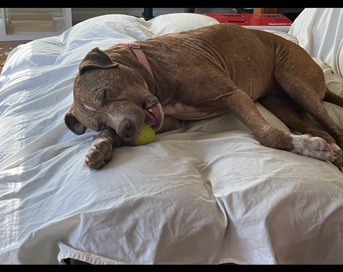 Tucson Pet Waste Solutions LLC - Photo 4