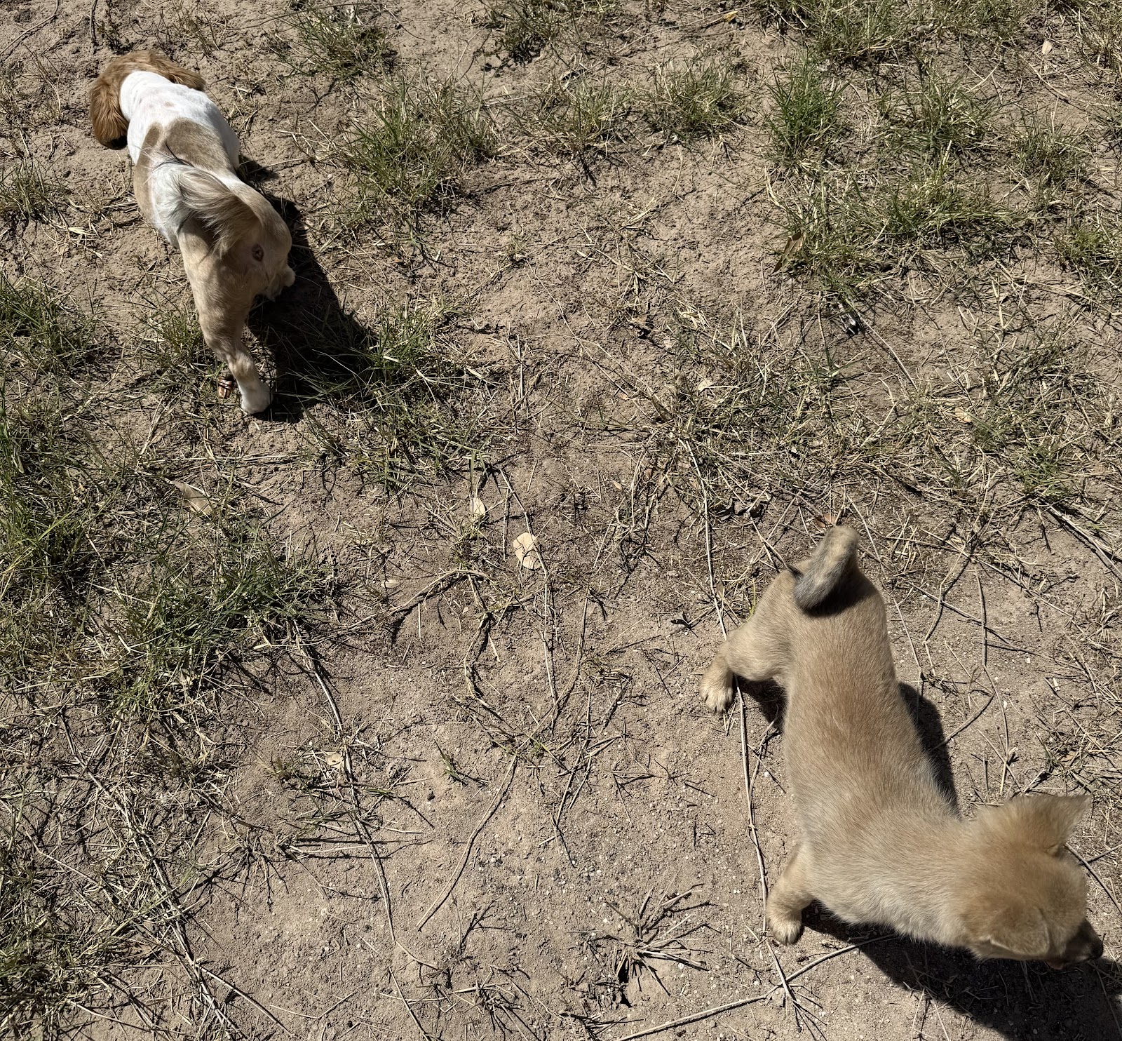 Our Pet Valet - Photo 2