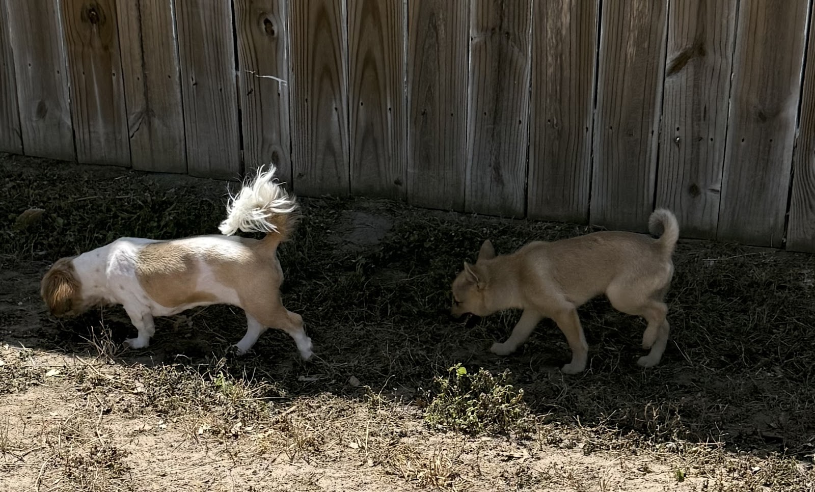 Our Pet Valet - Photo 3