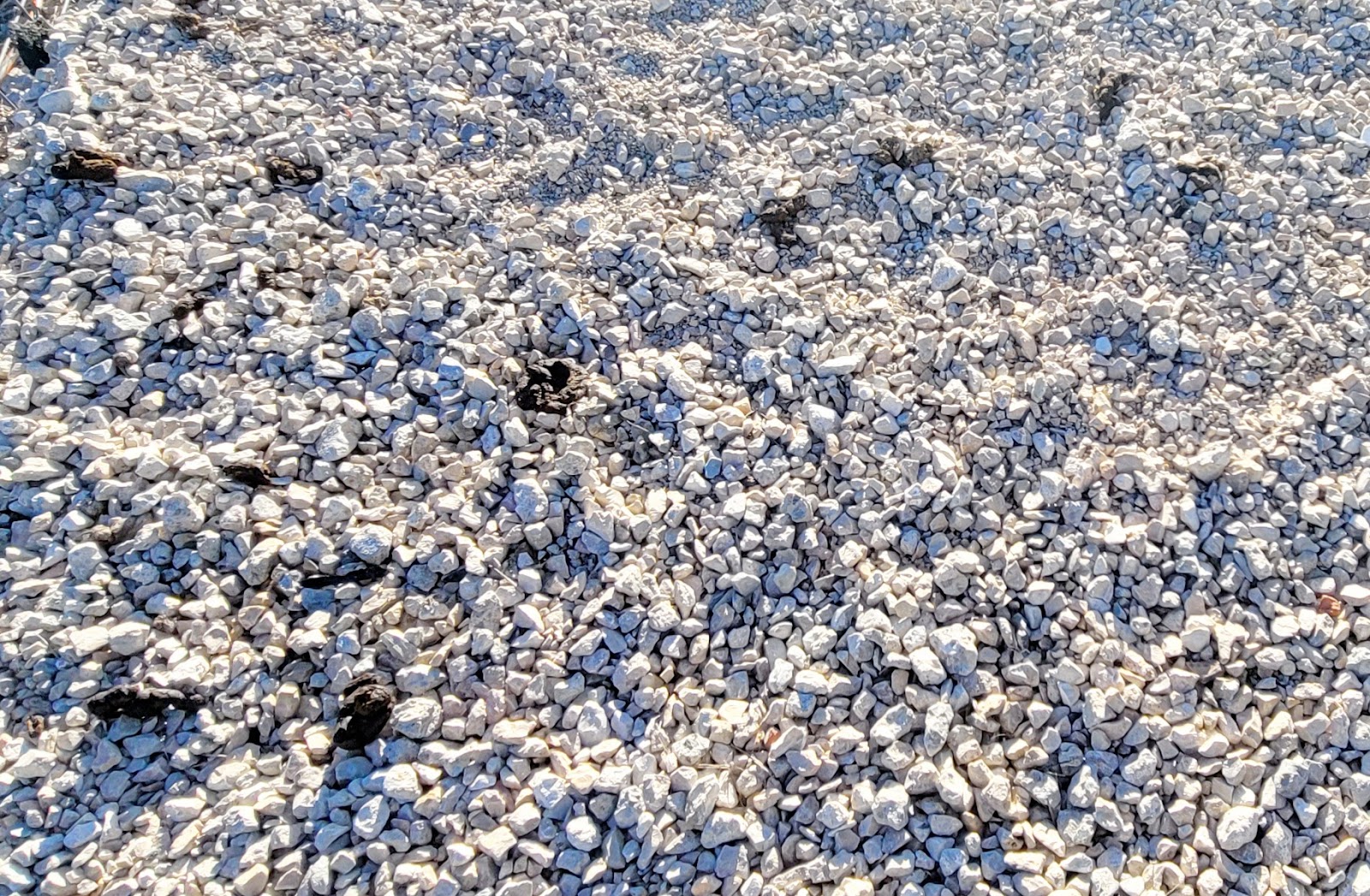 Bye-Bye Poo! (Dog Poop Pickup + Grooming) - Photo 4