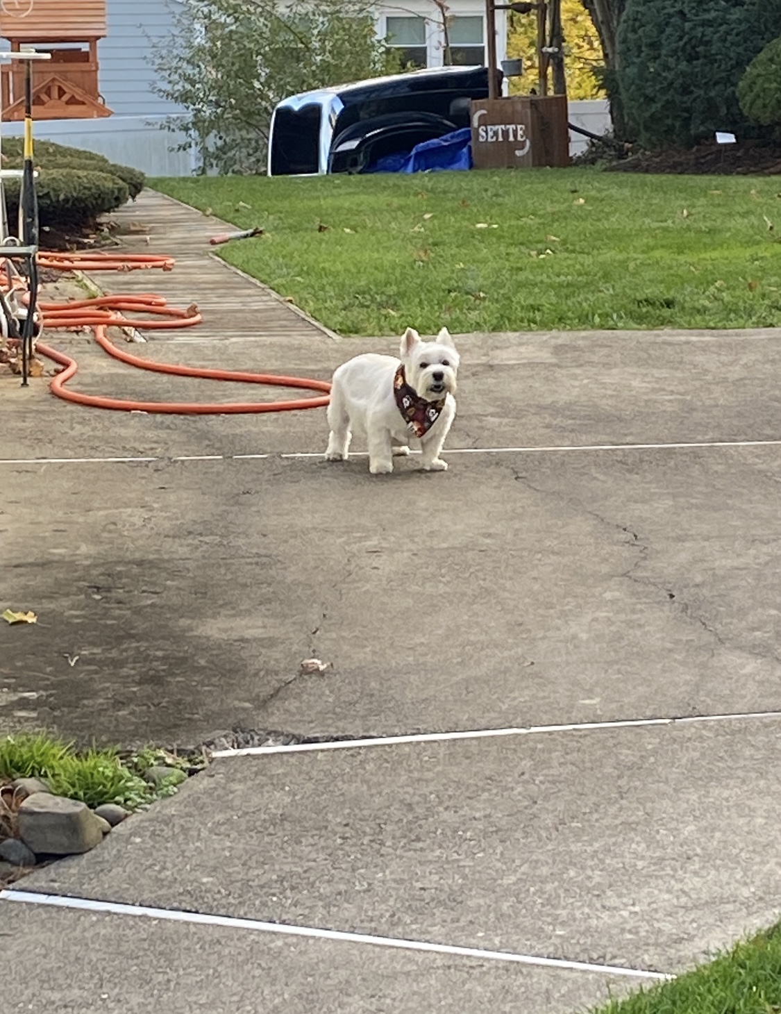 Poop Scoop Guys - Photo 2