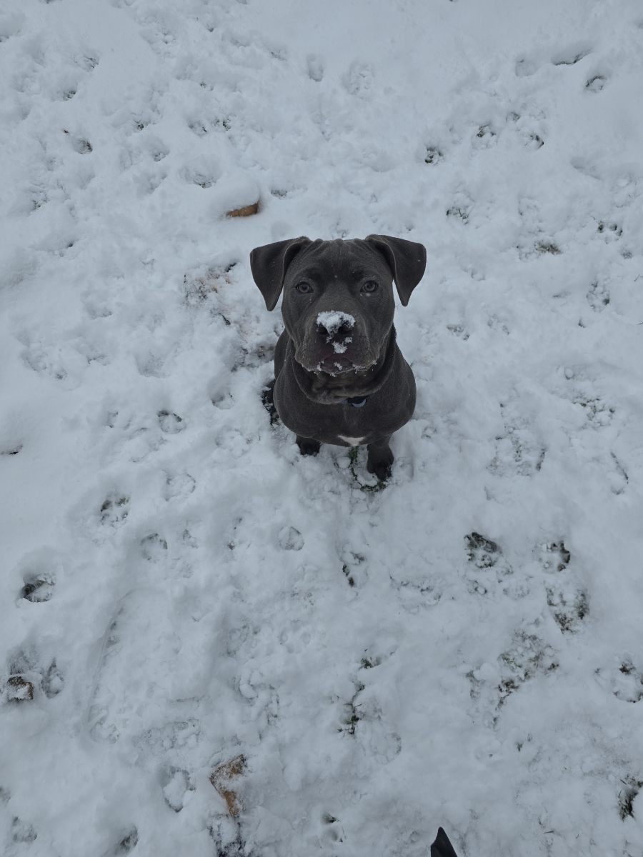 Poop Scoop Guys - Photo 3