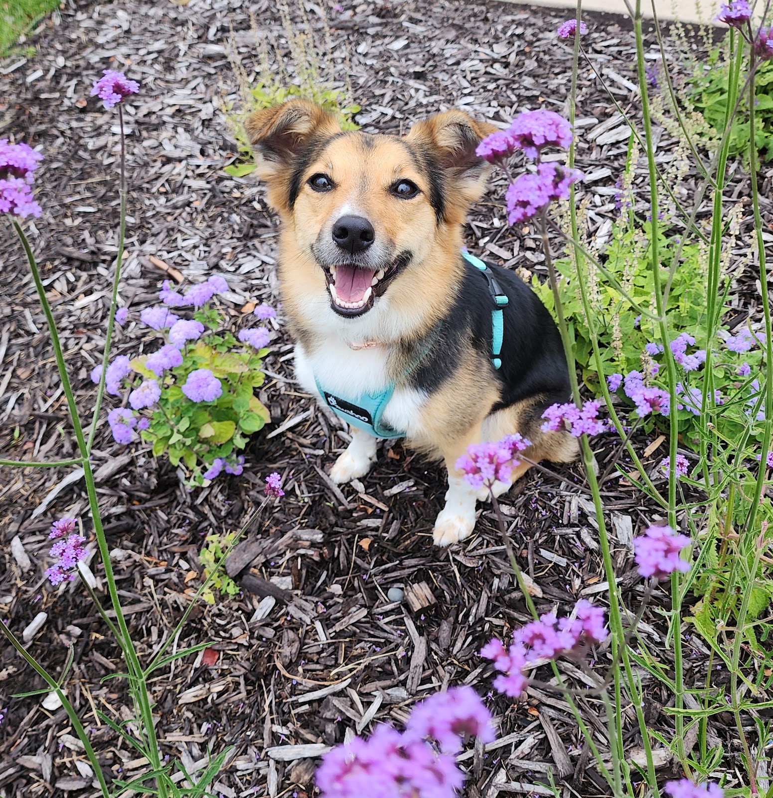 Peninsula Pet Waste Removal - Photo 2