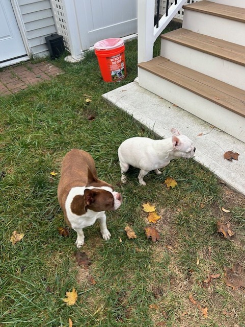 Poo Squad, New Haven Ct. - Photo 3