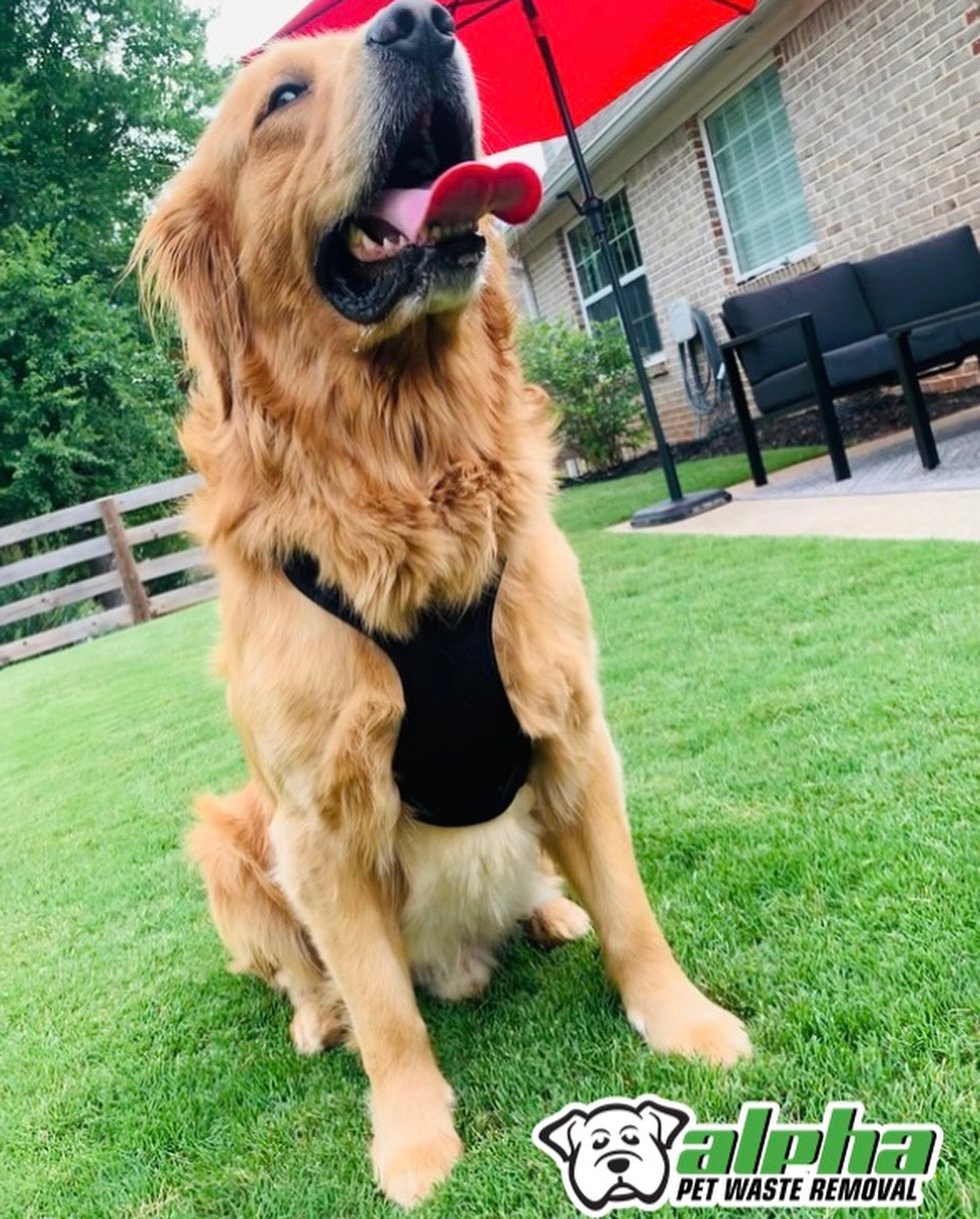 Alpha Pet Waste Removal - Photo 4