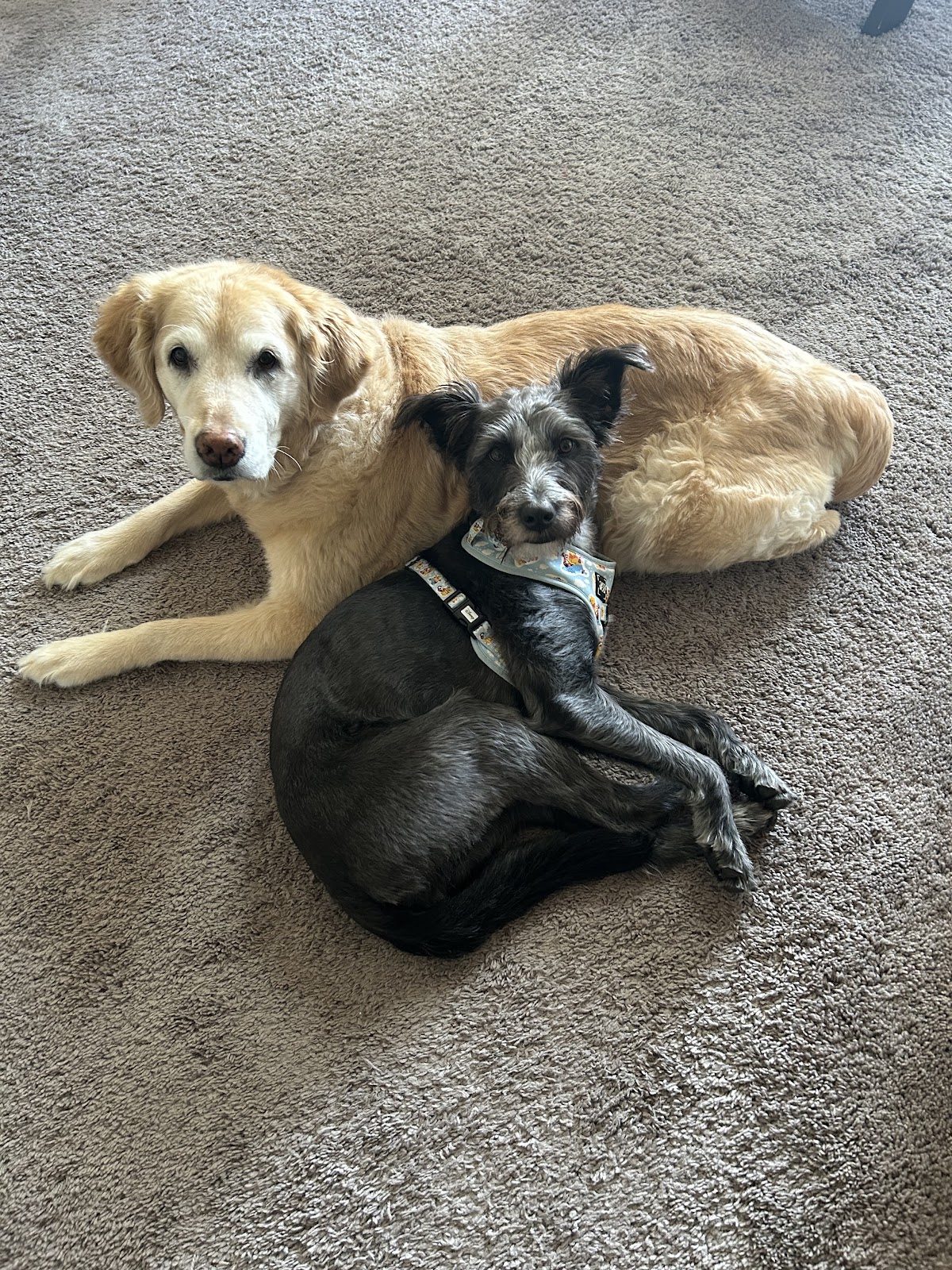 Matt’s Pet Sitting & Dog Waste Removal