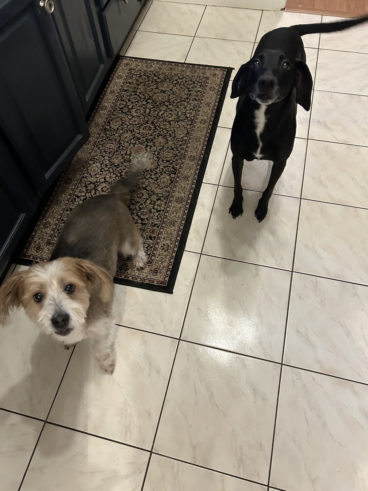 Matt’s Pet Sitting & Dog Waste Removal - Photo 2