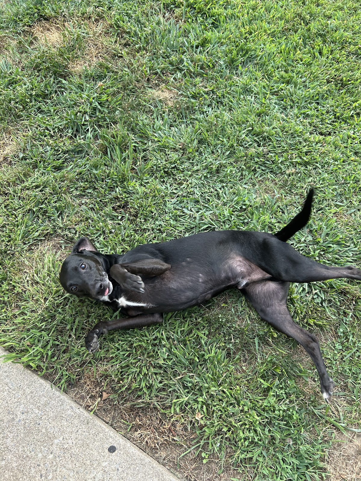 Matt’s Pet Sitting & Dog Waste Removal - Photo 3