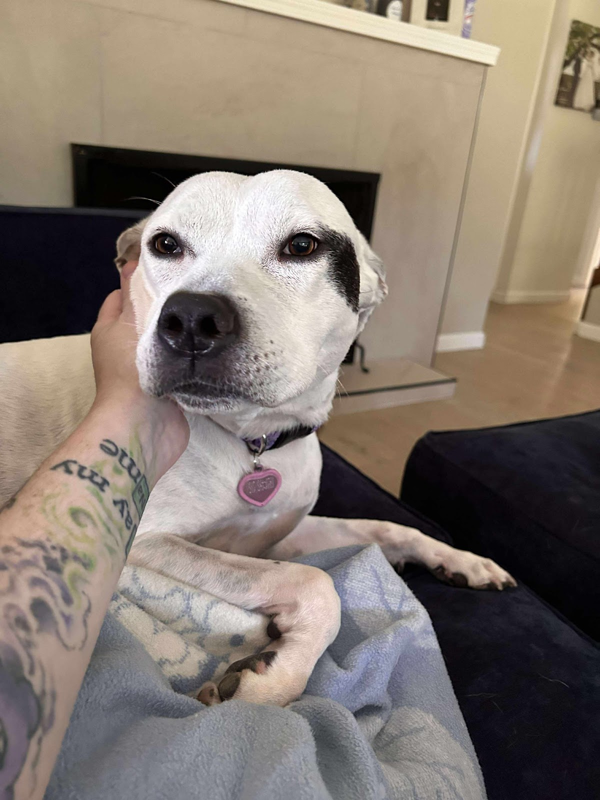 Matt’s Pet Sitting & Dog Waste Removal - Photo 4