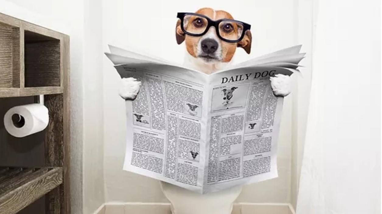 Scoop Patrol Pet Waste Removal