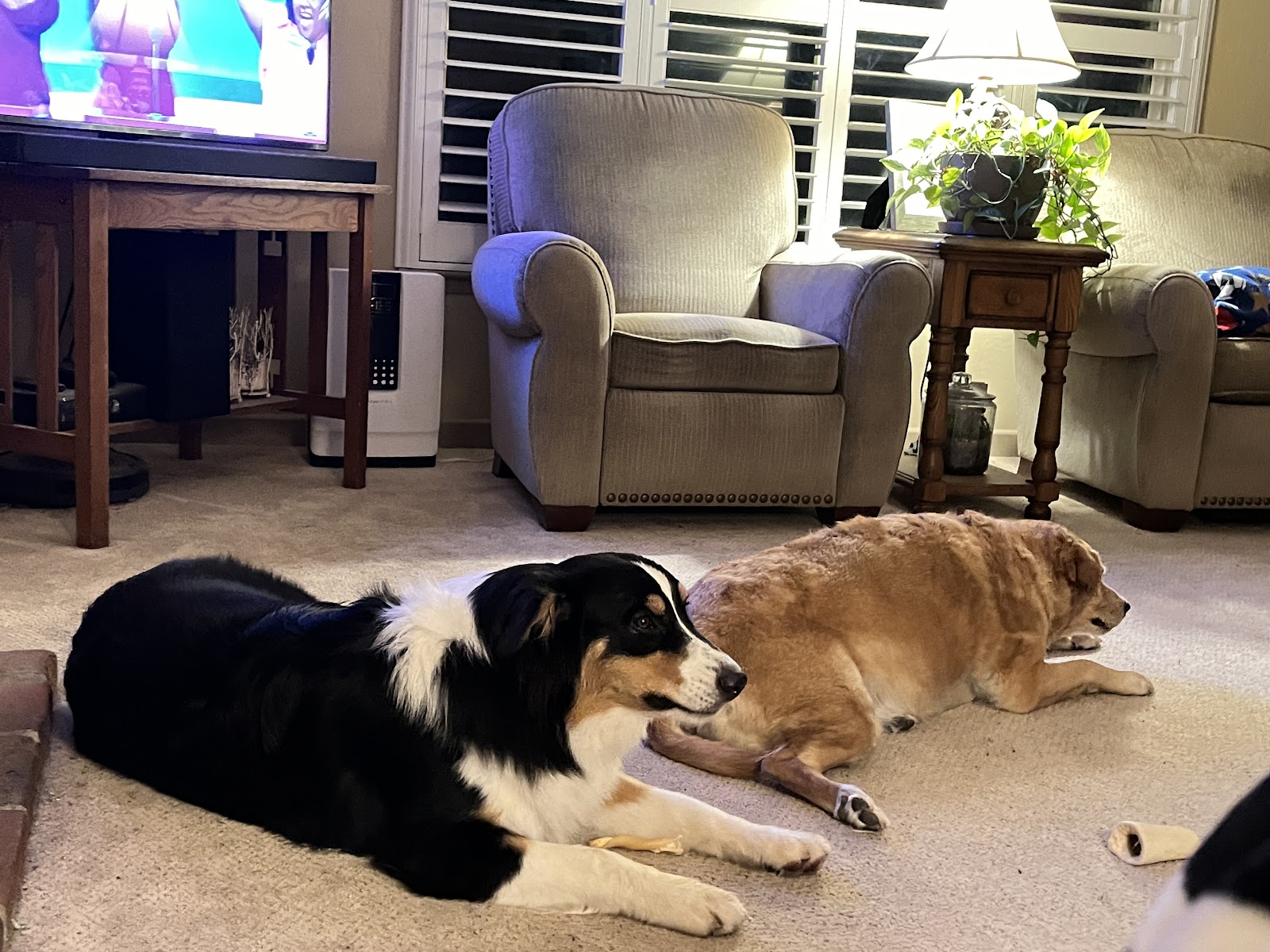 POOP 911 Sacramento - Photo 3