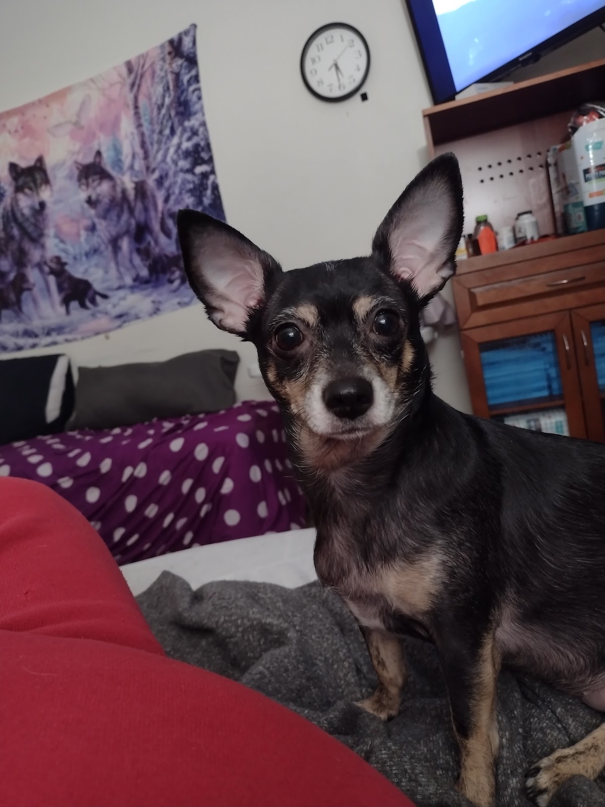 POOP 911 Sacramento - Photo 4