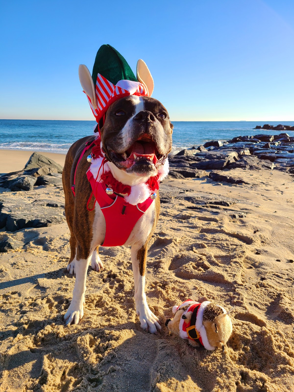 MidgesDogWalkers - Photo 2