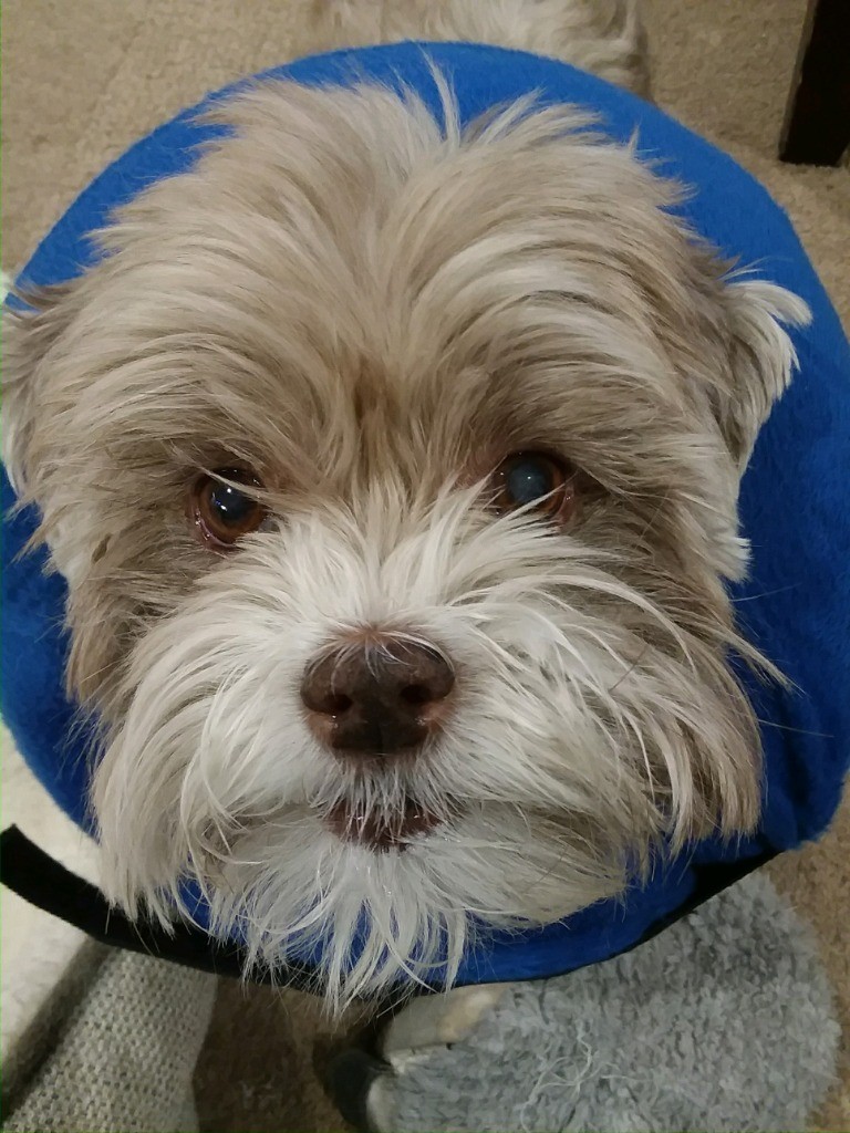 MidgesDogWalkers - Photo 3