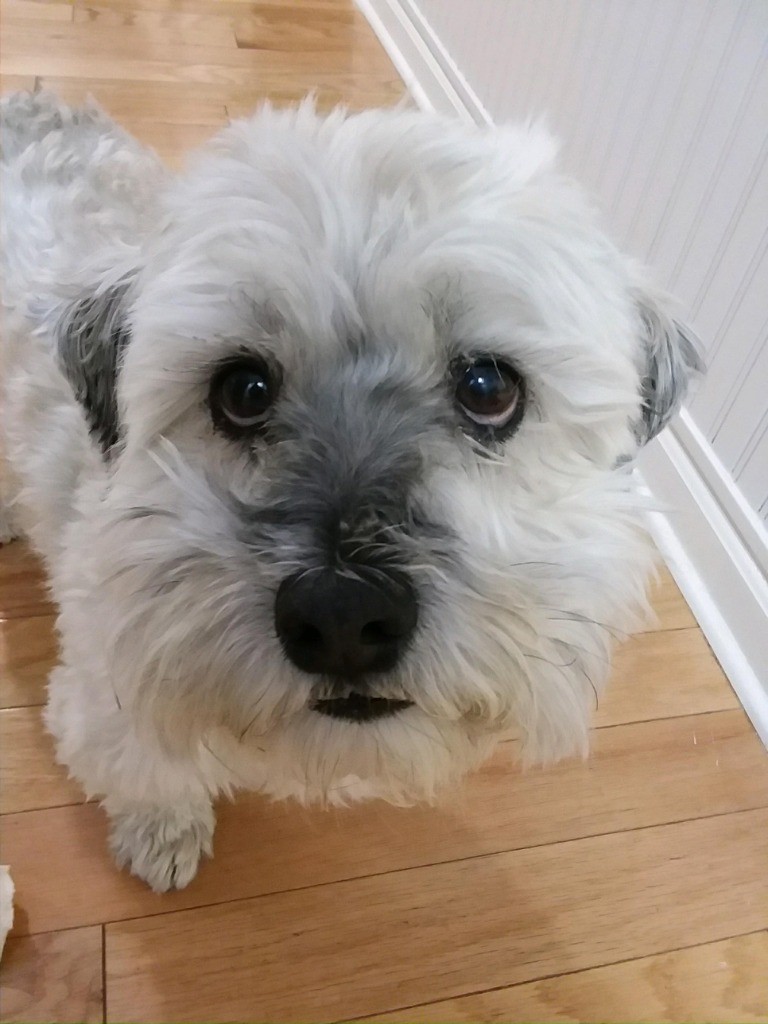 MidgesDogWalkers - Photo 4