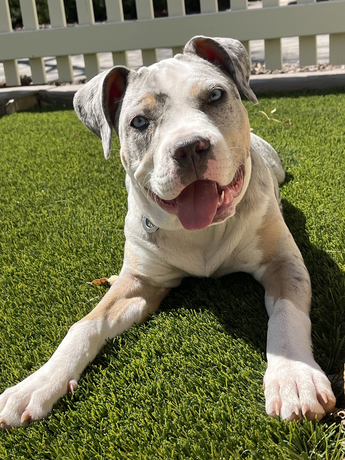 Pet Waste Wranglers - Photo 2