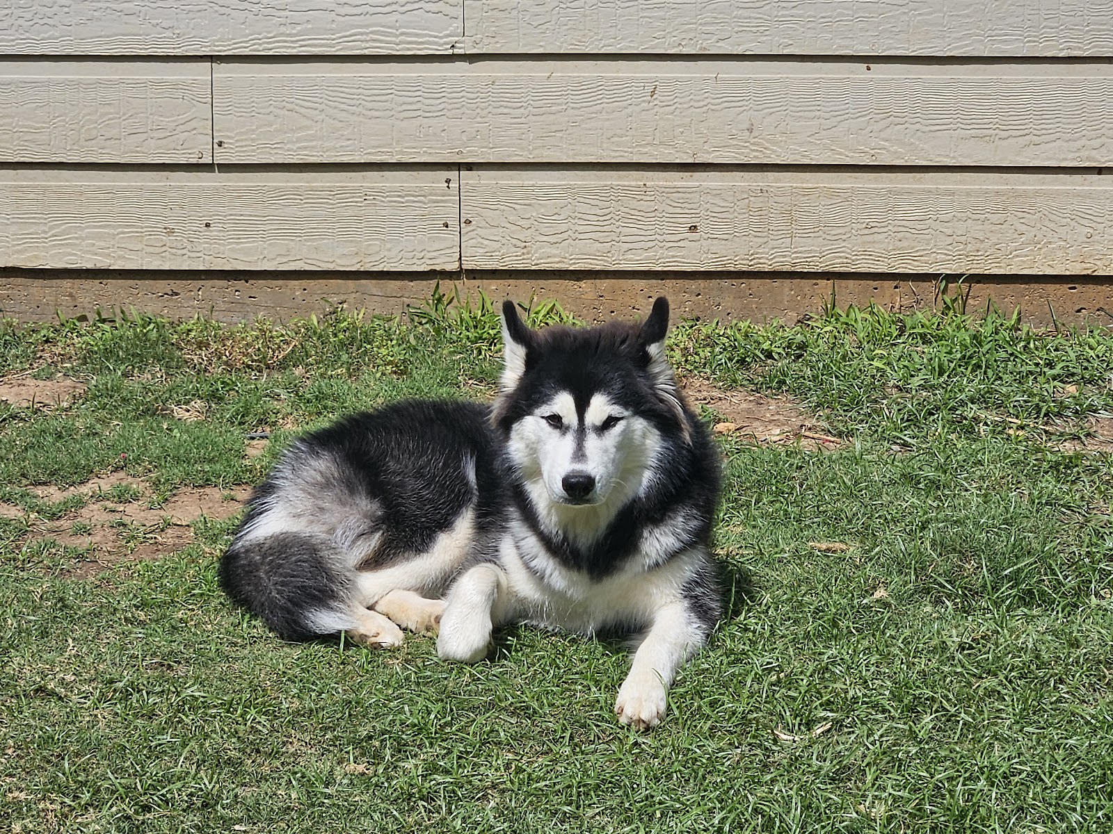 Poop Scoop Alliance - Photo 4