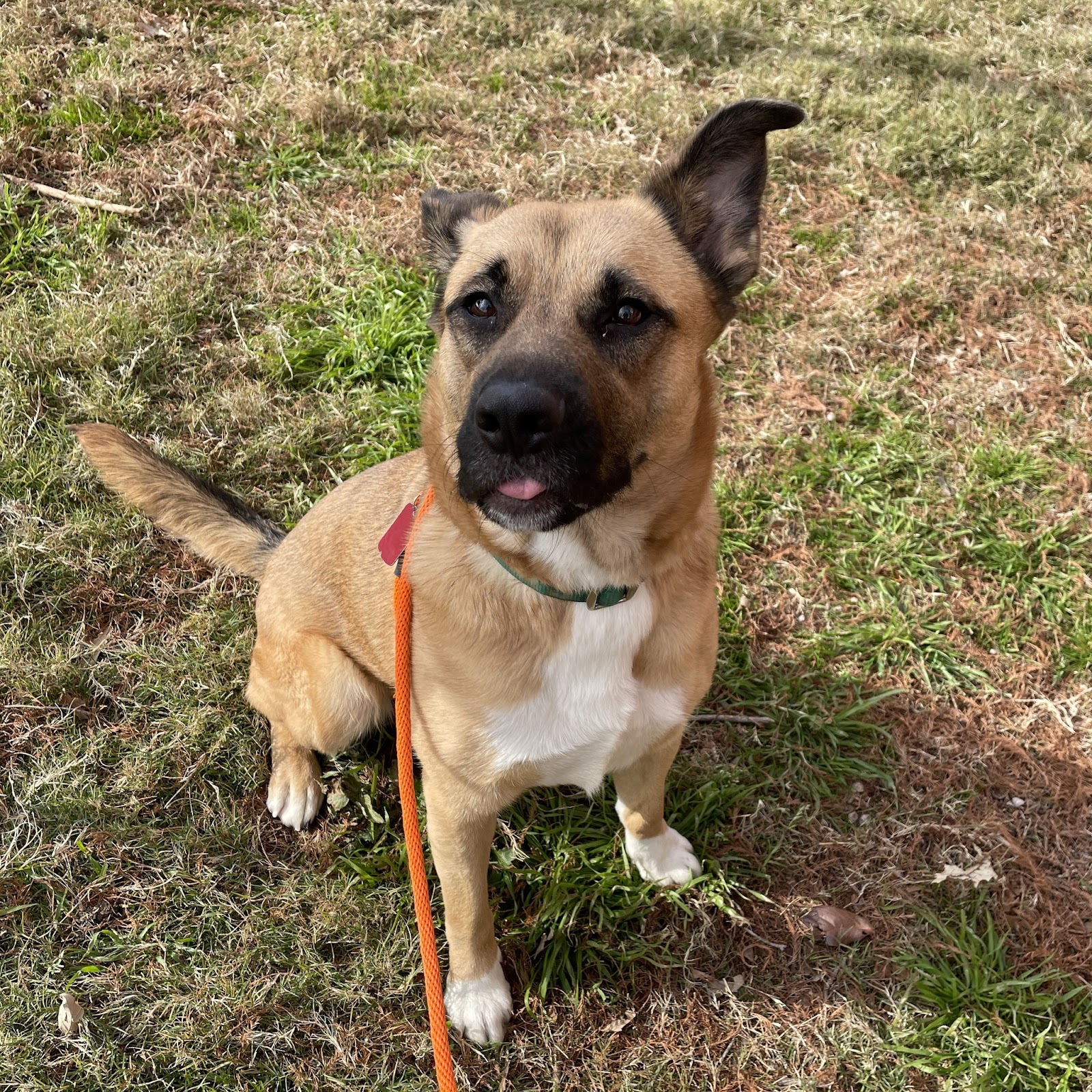 Tailwaggers Cleanup LLC